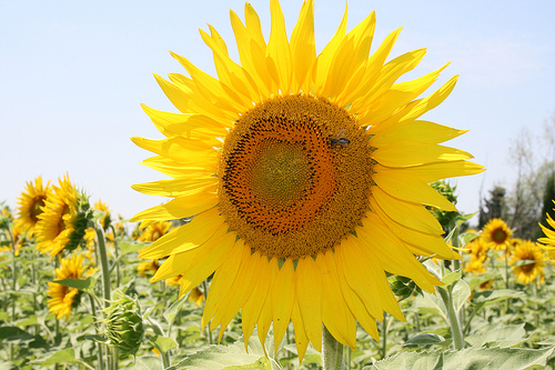 Tournesol by nikian2010