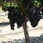 La vigne par nikian2010 - Beaumes de Venise 84190 Vaucluse Provence France