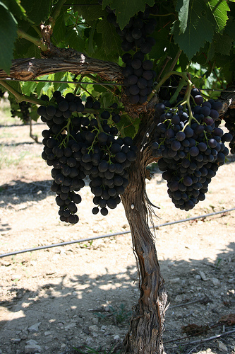 La vigne par nikian2010