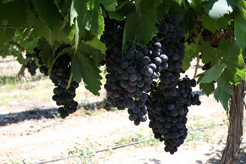 Vigne à Beaumes de Venise by nikian2010