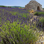 Lavande et Borie autour de Valensole by cigale4 - Valensole 04210 Alpes-de-Haute-Provence Provence France