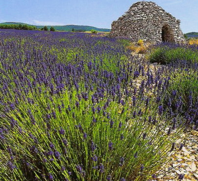 Lavande et Borie autour de Valensole par cigale4