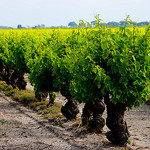 Vigne de Listel en Camargue  by CaroleJuin - Saintes Maries de la Mer 13460 Bouches-du-Rhône Provence France