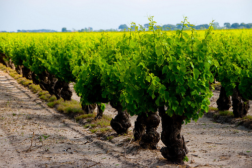 Vigne de Listel en Camargue  by CaroleJuin