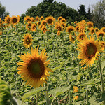 Champs de Tournesol by nikian2010 -   Vaucluse Provence France