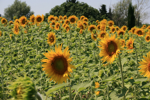 Champs de Tournesol par nikian2010