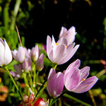 Fleurs violettes by A Pair of Brown Eyes -   provence Provence France