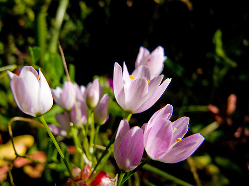 Fleurs violettes par A Pair of Brown Eyes