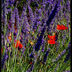 Les couleures de l'été par Patchok34 - Quinson 04500 Alpes-de-Haute-Provence Provence France