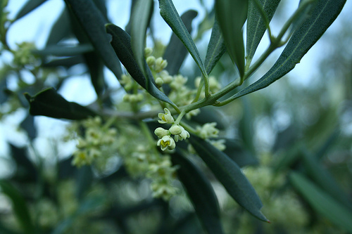 Olivier en fleurs par Jyssé