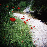 Contrastes de Coquelicots by A Pair of Brown Eyes -   provence Provence France