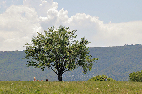 Picnic au pied de l'arbre par L_a_mer