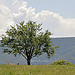 Picnic au pied de l'arbre by L_a_mer - Lacoste 84480 Vaucluse Provence France