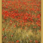 Le temps des coquelicots par Brigitte Mazéas - Rustrel 84400 Vaucluse Provence France