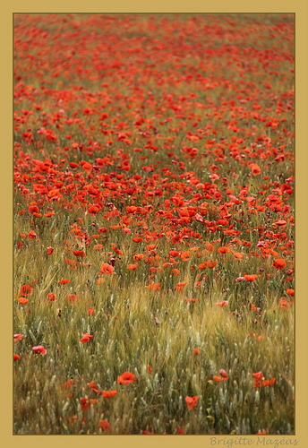 Le temps des coquelicots by Brigitte Mazéas