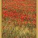 Le temps des coquelicots par Brigitte Mazéas - Rustrel 84400 Vaucluse Provence France