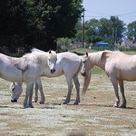 White Horses, Camargue by Marcxela -   Bouches-du-Rhône Provence France