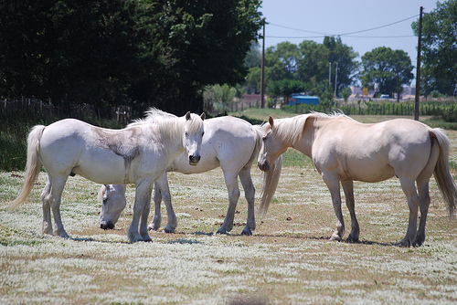 White Horses, Camargue par Marcxela