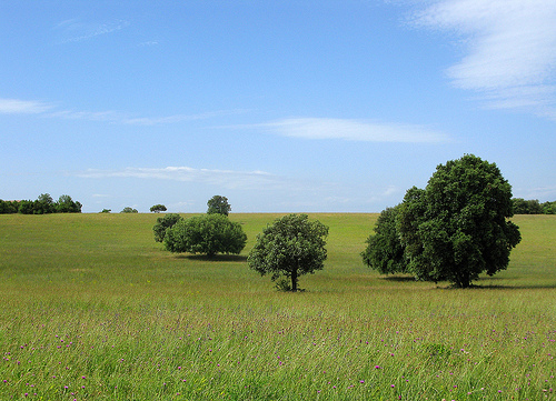 Paysage en Provence par mistinguette18