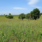 Champs en Provence par mistinguette18 -   provence Provence France