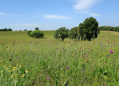 Champs en Provence par mistinguette18