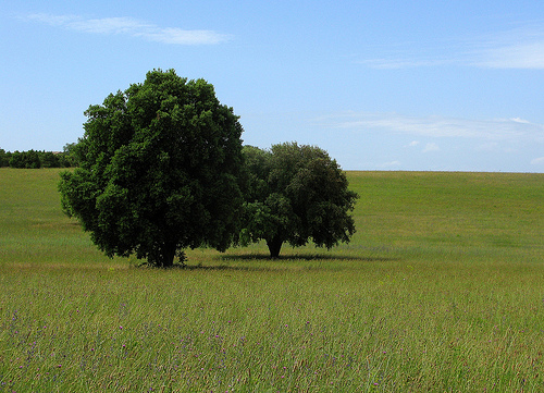 Provence by mistinguette18