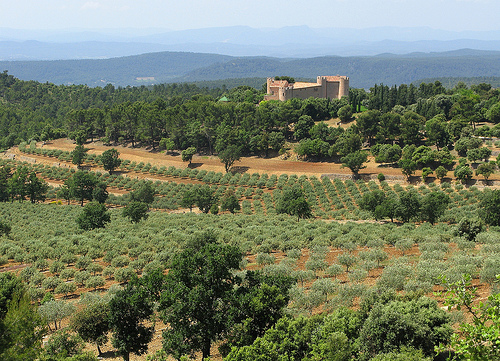 Oliviers et château par mistinguette18