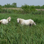 Chevaux en camargue par cigale4 -   Bouches-du-Rhône Provence France