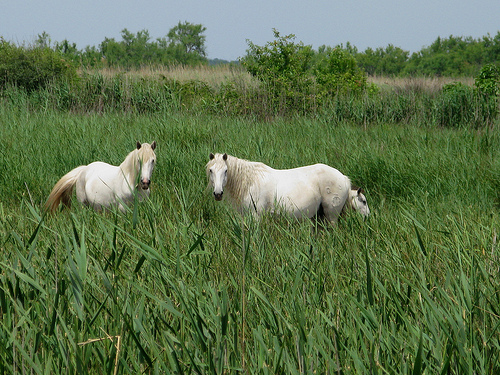 Chevaux en camargue par cigale4