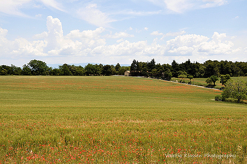 Prairie verte et rouge par L_a_mer