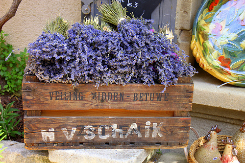 Lavende de Provence par jankmarshall