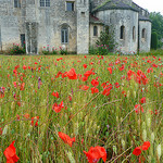Van Gogh's Poppies and Wheat by jankmarshall - St. Rémy de Provence 13210 Bouches-du-Rhône Provence France