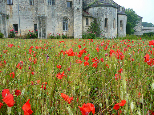 Van Gogh's Poppies and Wheat by jankmarshall