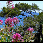 Le Parc du Mugel by J@nine - La Ciotat 13600 Bouches-du-Rhône Provence France