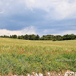 Prairie en Provence par L_a_mer -   Vaucluse Provence France