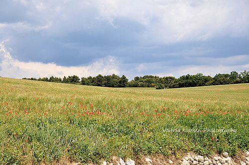 Prairie en Provence par L_a_mer