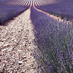 perspective de lavande par kintosha - Aix-en-Provence 13100 Bouches-du-Rhône Provence France