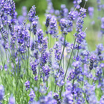 Lavander by Obs70 -   provence Provence France