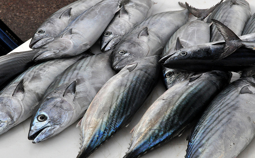 Fish market - Marseille by kurzi