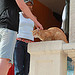 Cat : a day in Grasse by kintosha - Grasse 06130 Alpes-Maritimes Provence France