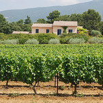 Vineyards of Provence. by Marcxela - Bédoin 84410 Vaucluse Provence France