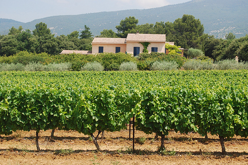 Vineyards of Provence. by Marcxela