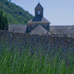 Lavande de Sénanque by GUGGIA - Gordes 84220 Vaucluse Provence France