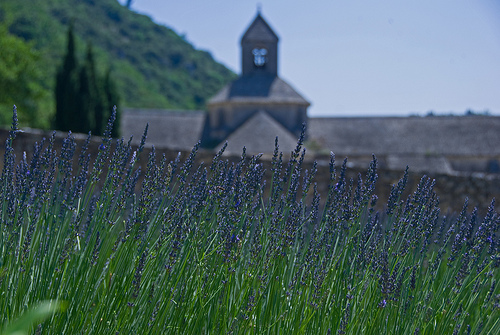 Lavande de Sénanque par GUGGIA