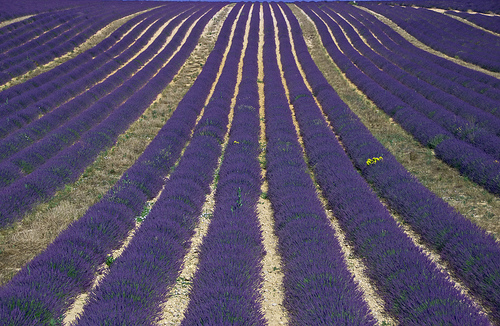 Lavande de Provence par GUGGIA