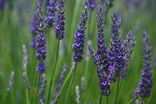 Fleur de Lavande par GUGGIA