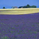 Provence : lavande & blé par GUGGIA -   provence Provence France