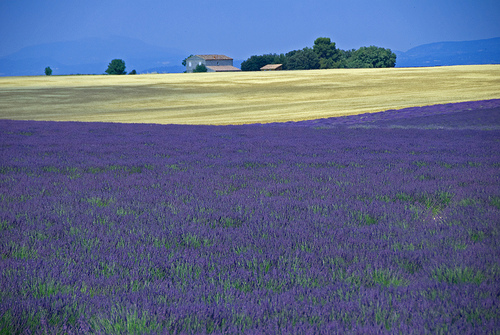 Provence : lavande & blé by GUGGIA