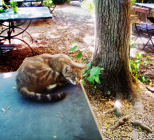 Aix en Provence cezannes cat by photoartbygretchen