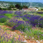 Provence lavender fields par photoartbygretchen -   Bouches-du-Rhône Provence France